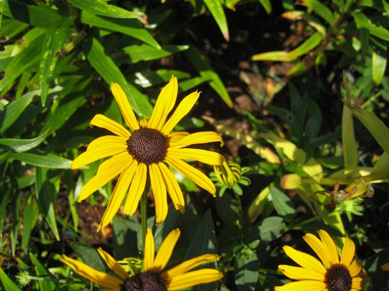 Strålrudbeckia {  } 