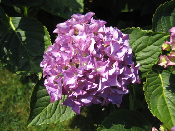 Hortensia 
