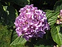 Hortensia