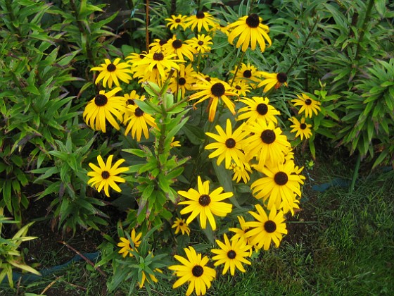 Strålrudbeckia {  } 