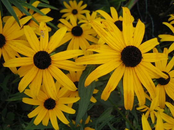 Strålrudbeckia 
