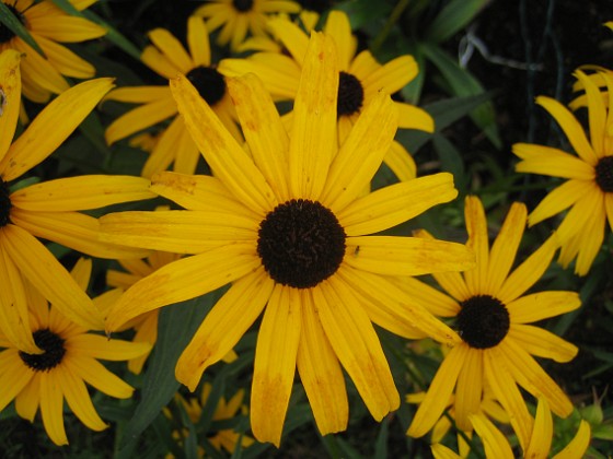 Strålrudbeckia {  } 