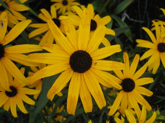 Strålrudbeckia {  } 