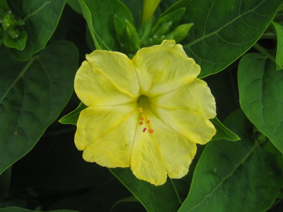 Underblomma - Mirabilis Jalapa