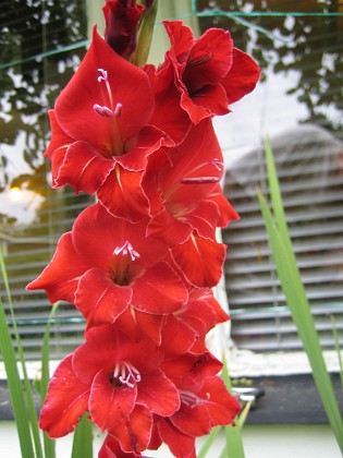 Gladiolus {  } 