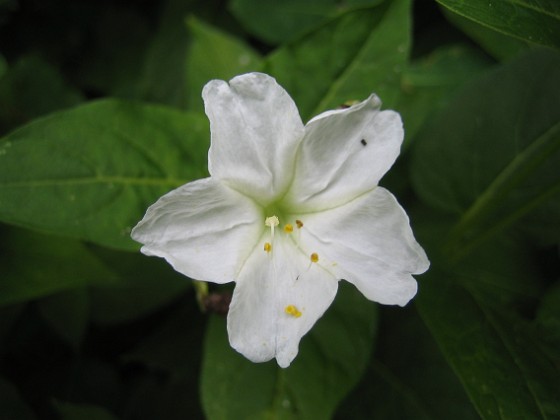 Underblomma - Mirabilis Jalapa {  } 