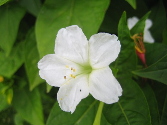 Underblomma - Mirabilis Jalapa {  } 