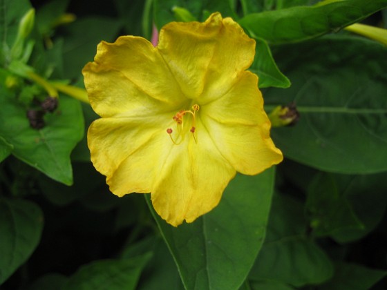 Underblomma - Mirabilis Jalapa 
