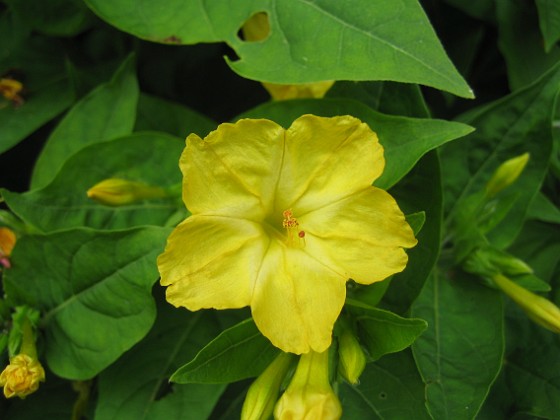 Underblomma - Mirabilis Jalapa 
