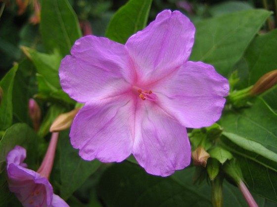 Underblomma - Mirabilis Jalapa 
