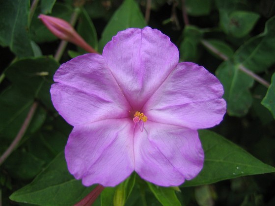 Underblomma - Mirabilis Jalapa 
