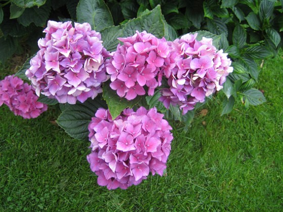 Hortensia 
