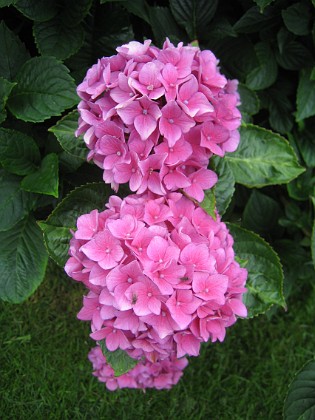 Hortensia