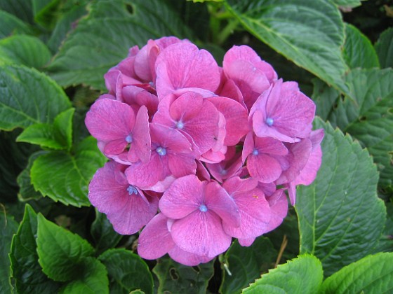 Hortensia 
