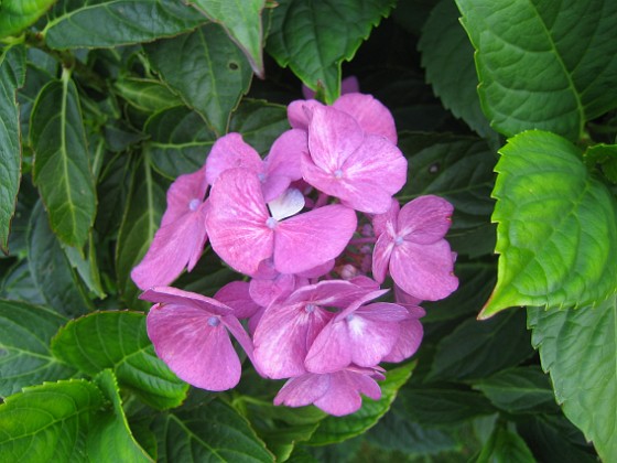 Hortensia