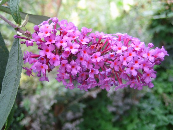 Syrenbuddleja 
