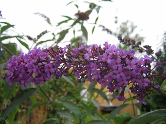 Syrenbuddleja {  } 