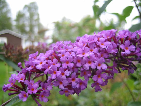 Syrenbuddleja {  } 