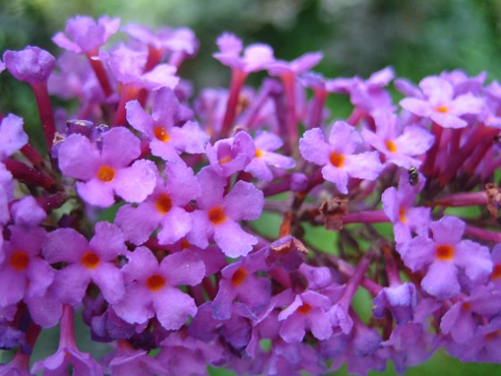 Syrenbuddleja 
