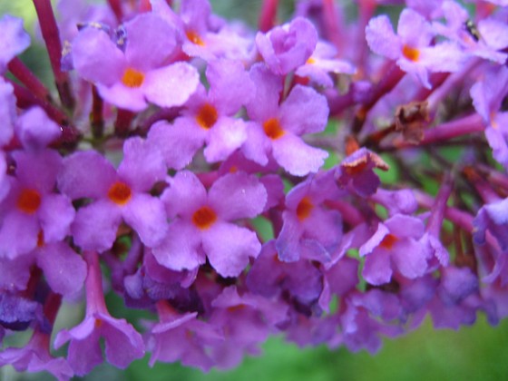 Syrenbuddleja {  } 