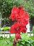 Gladioler  
  
2014-08-31 IMG_0024