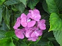 Hortensia