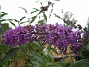 Syrenbuddleja  
  
2014-08-31 IMG_0067