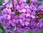 Syrenbuddleja