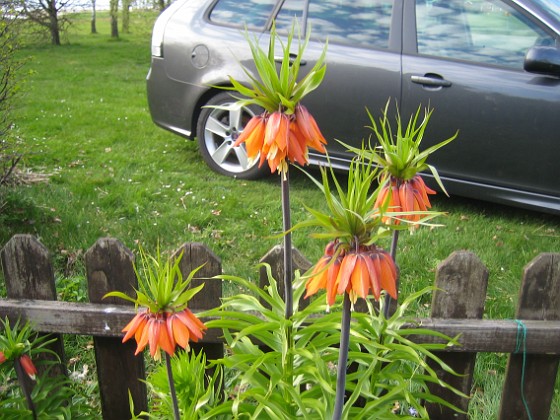 Kejsarkrona { Fritilaria Imperialis } 