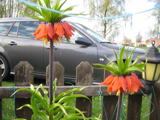 Kejsarkrona { Fritilaria Imperialis } 