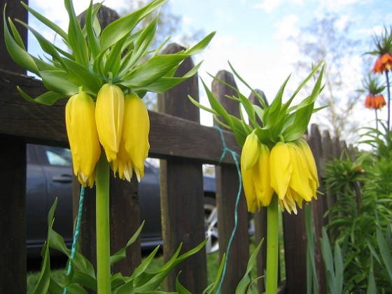 Kejsarkrona  
Fritilaria Imperialis  
2015-04-26 IMG_0003  
Granudden  
Färjestaden  
Öland