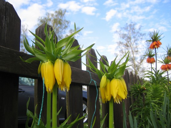 Kejsarkrona { Fritilaria Imperialis } 