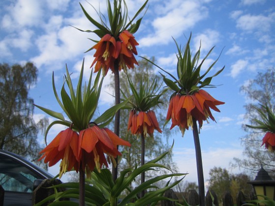 Kejsarkrona  
Fritilaria Imperialis  
2015-04-26 IMG_0005  
Granudden  
Färjestaden  
Öland