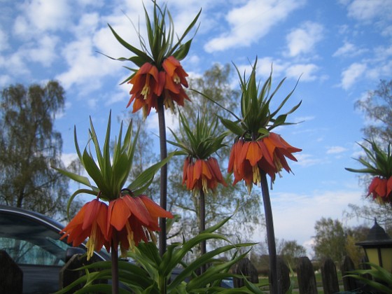 Kejsarkrona { Fritilaria Imperialis } 