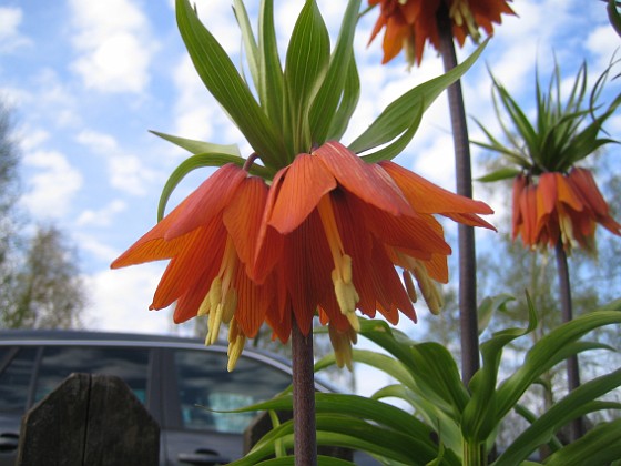 Kejsarkrona 
Fritilaria Imperialis