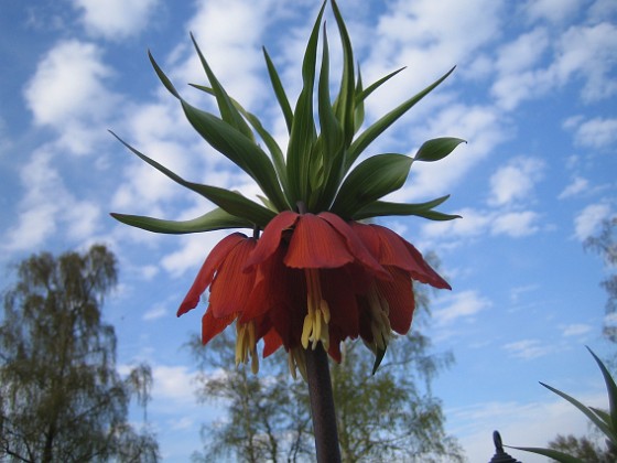 Kejsarkrona 
Fritilaria Imperialis