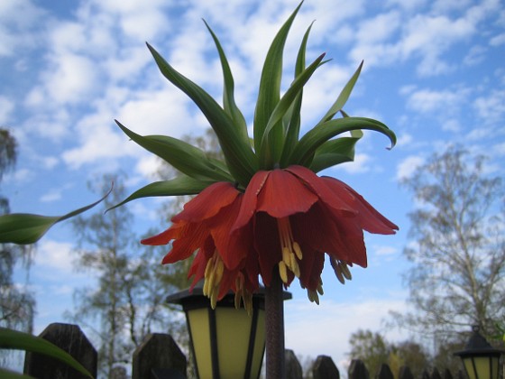 Kejsarkrona { Fritilaria Imperialis } 