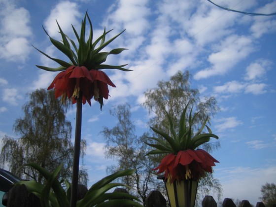 Kejsarkrona 
Fritilaria Imperialis