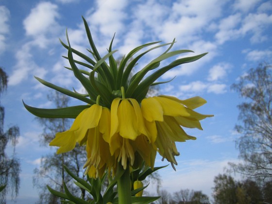 Kejsarkrona  
Fritilaria Imperialis  
2015-04-26 IMG_0015  
Granudden  
Färjestaden  
Öland