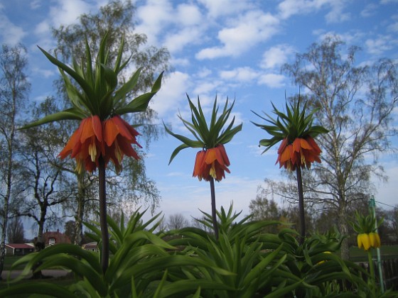 Kejsarkrona 
Fritilaria Imperialis