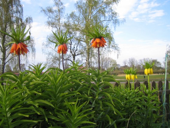 Kejsarkrona  
Fritilaria Imperialis  
2015-04-26 IMG_0017  
Granudden  
Färjestaden  
Öland