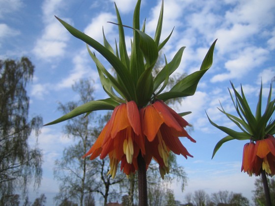 Kejsarkrona { Fritilaria Imperialis } 