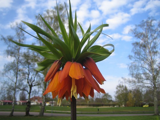 Kejsarkrona  
Fritilaria Imperialis  
2015-04-26 IMG_0019  
Granudden  
Färjestaden  
Öland