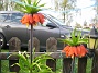 Fritilaria Imperialis (2015-04-26 IMG_0002)