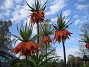 Fritilaria Imperialis (2015-04-26 IMG_0005)