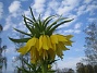 Kejsarkrona  
Fritilaria Imperialis  
2015-04-26 IMG_0015