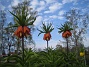 Fritilaria Imperialis (2015-04-26 IMG_0016)