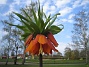 Kejsarkrona  
Fritilaria Imperialis  
2015-04-26 IMG_0019