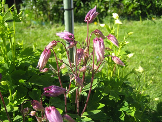 Akleja  
Det brukar vanligtvis bli massor av blommor här.  
2015-05-15 IMG_0032  
Granudden  
Färjestaden  
Öland