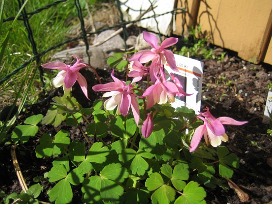 Japansk Akleja { En nysatt Japansk Akleja som jag köpt på Ölands Plantskola. } 